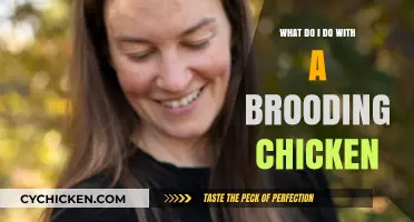 Caring for a Brooding Chicken: Tips and Tricks for Success