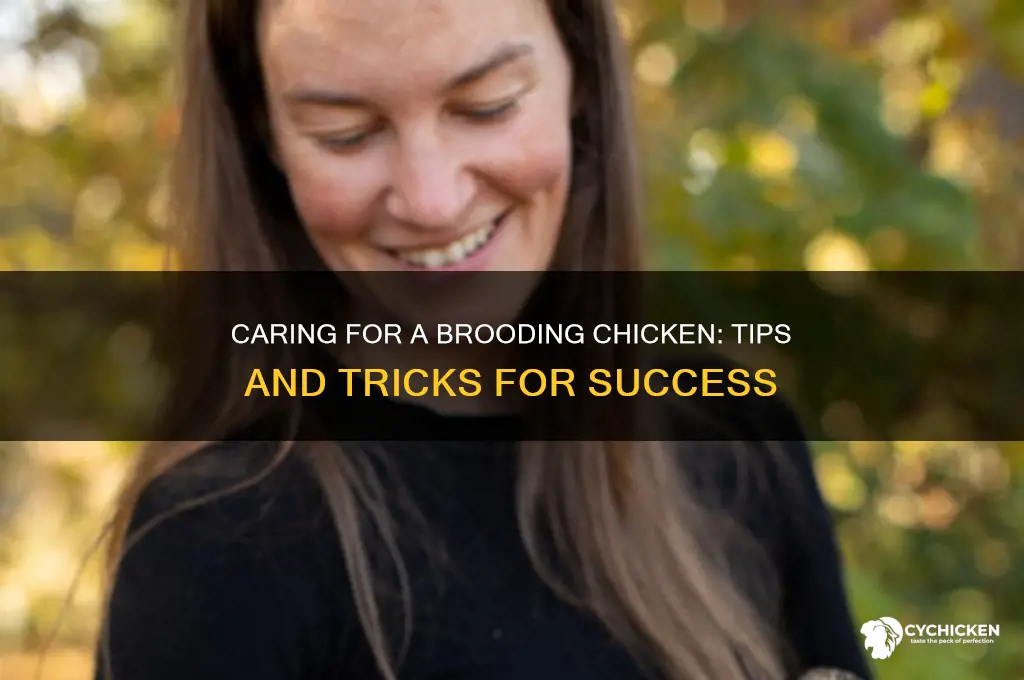 what do i do with a brooding chicken