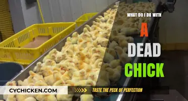 Handling a Dead Chick: Compassionate Steps for Care and Disposal