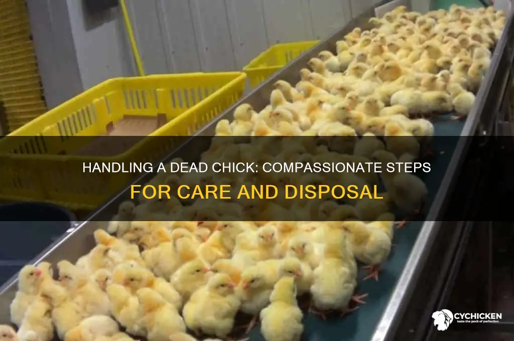 what do i do with a dead chick