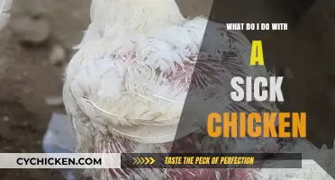 Caring for Your Sick Chicken: Essential Steps for Recovery and Health
