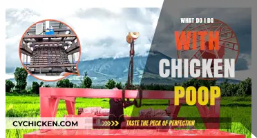 Creative Uses for Chicken Poop: Composting, Gardening, and Beyond