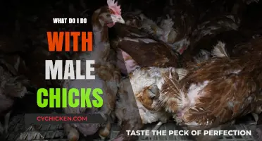 Ethical Solutions for Male Chicks: From Culling to Compassionate Care