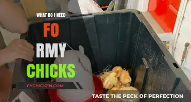 Essential Supplies for Raising Happy, Healthy Chicks at Home