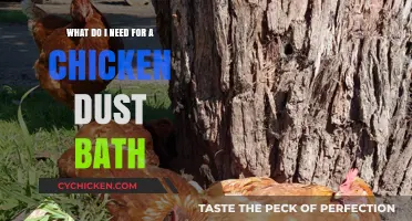 Chicken Dust Bath Basics: What You Need