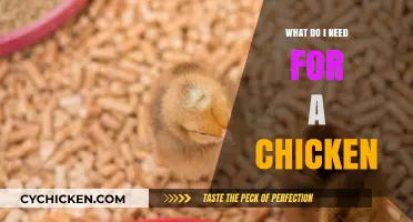 Essential Supplies for Raising Happy, Healthy Chickens at Home