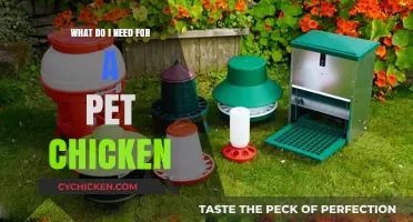 Essential Supplies for Raising Happy, Healthy Pet Chickens at Home