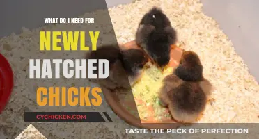 Essential Supplies for Raising Healthy, Happy Newly Hatched Chicks