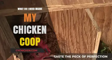Essential Items for a Happy and Healthy Chicken Coop