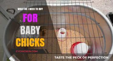 Essential Supplies for Raising Happy, Healthy Baby Chicks at Home