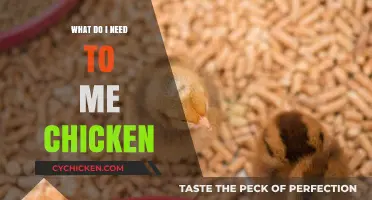 Essential Supplies and Tips for Raising Happy, Healthy Chickens at Home