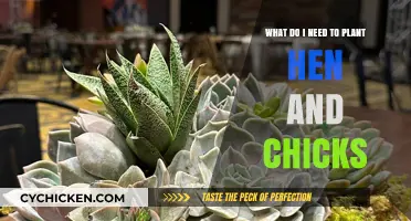 Planting Hen and Chicks: A Step-by-Step Guide