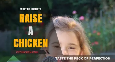 Essential Supplies and Tips for Raising Healthy Chickens at Home