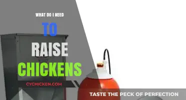 Essential Supplies and Tips for Raising Healthy, Happy Chickens at Home