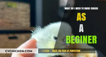A Beginner's Guide to Raising Chicks