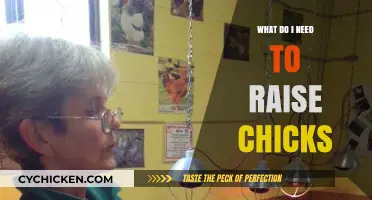 Essential Supplies and Tips for Successfully Raising Healthy Chicks at Home