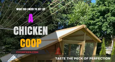 Essential Guide to Setting Up Your First Chicken Coop