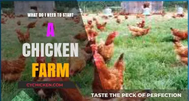Starting a Chicken Farm: Essential Equipment and Supplies