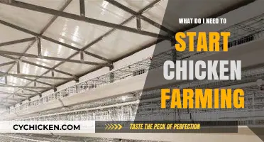 Essential Steps and Supplies for Starting Your Chicken Farming Journey