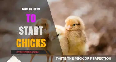 Essential Supplies for Raising Chicks: A Beginner’s Guide to Success