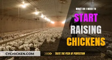 Essential Supplies and Tips for Starting Your Chicken-Raising Journey