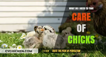Caring for Chicks: Essential Steps for New Owners