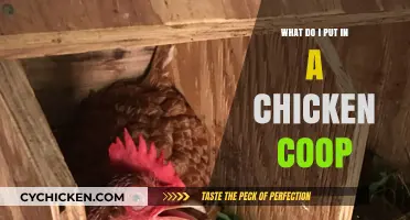 Essential Items for a Happy and Healthy Chicken Coop