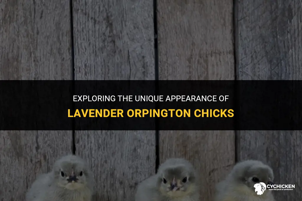 what do laveneder orpington chicks look like