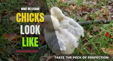 Exploring the Unique Appearance of Legbar Chicks: A Visual Guide