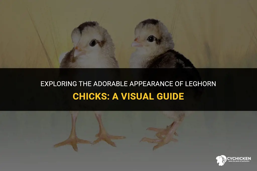 what do leghorn chicks look like