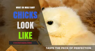 Exploring the Adorable Appearance of Male Baby Chicks