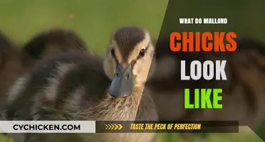 Exploring the Adorable Appearance of Mallard Chicks: A Visual Guide