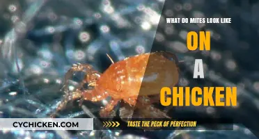 Exploring the Appearance of Mites on Chickens: A Visual Guide