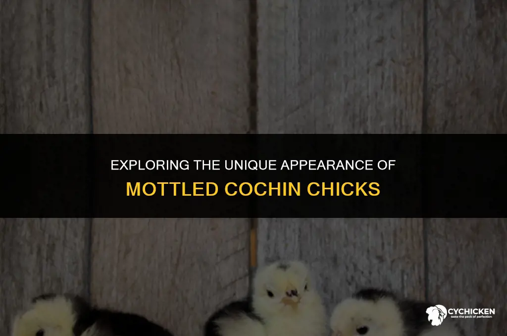 what do mottled cochin chicks look like