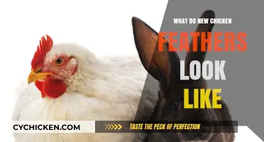 Fresh Fluff: A Close-Up Look at New Chicken Feathers