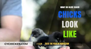 Discover the Unique Appearance of Olive Egger Chicks: A Visual Guide