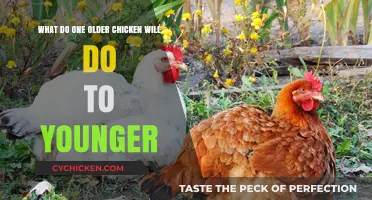 Older Chickens: Mentors or Bullies to Younger Flock?