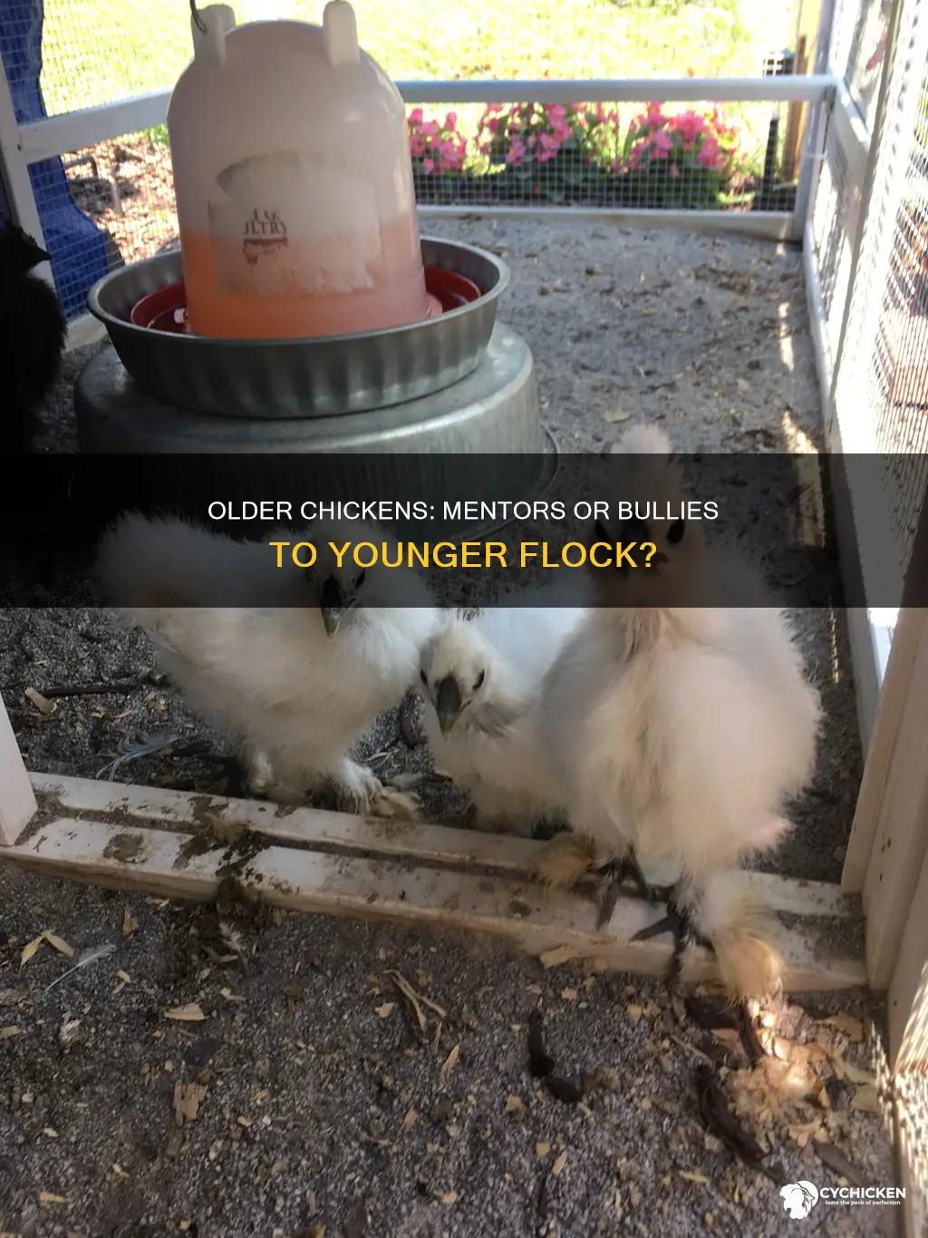 what do one older chicken will do to younger