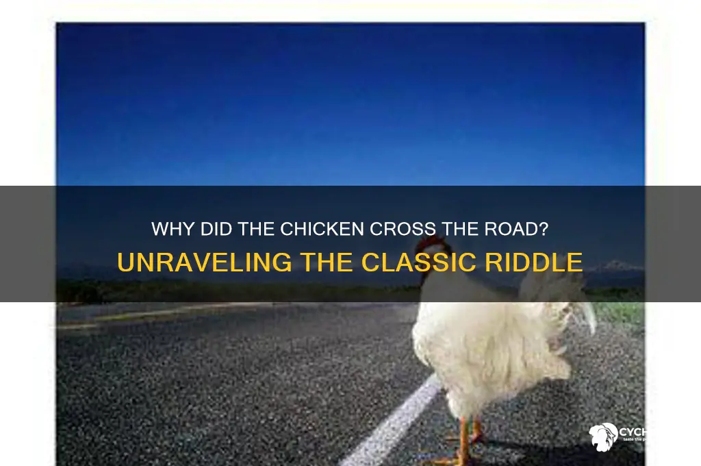 what do ou call chicken crssing the road
