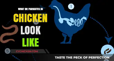 Uncovering the Hidden Dangers: What Parasites in Chicken Look Like