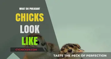 Exploring the Adorable Appearance of Pheasant Chicks: A Visual Guide