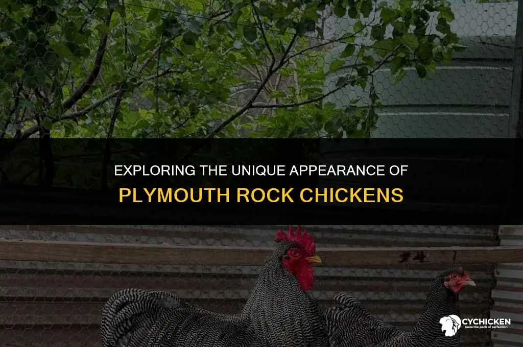 what do plymouth rock chicks look like
