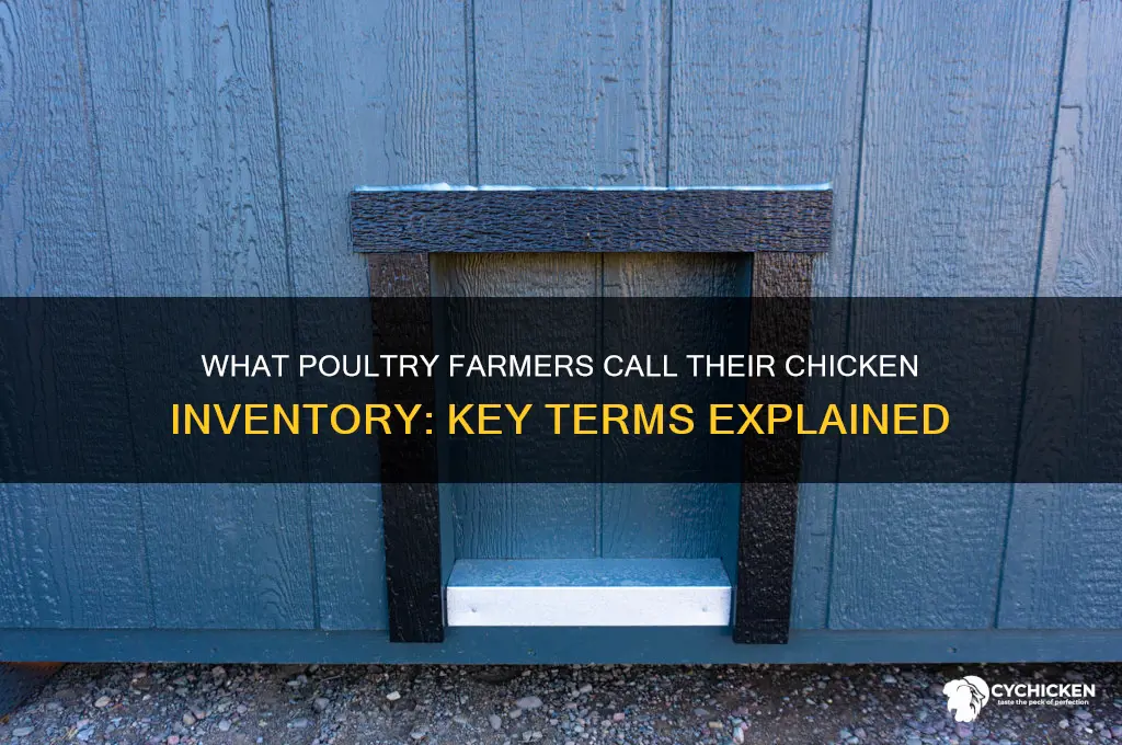 what do poultry farmers call their chicken inventory