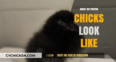 Fluffy and Adorable: A Peek into Puffin Chick Life