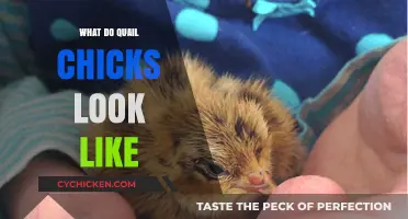 Exploring the Adorable Appearance of Quail Chicks: A Visual Guide