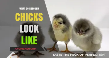 Decoding the Look of Rebound Chicks: A Comprehensive Guide