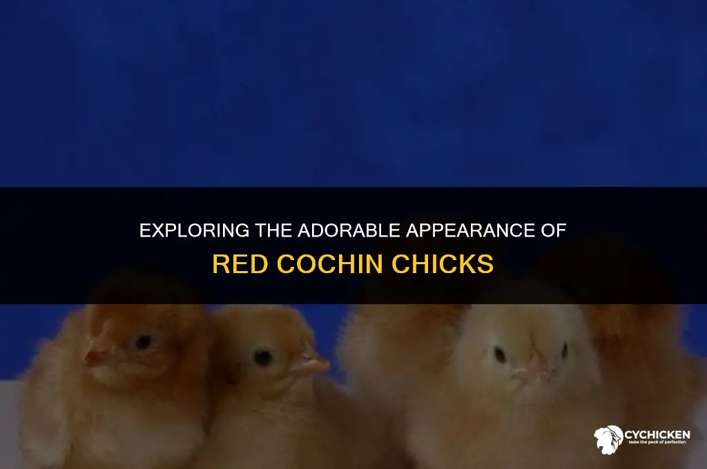 what do red cochin chicks look like