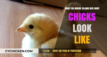 Adorable Rhode Island Red Baby Chicks: A Visual Guide