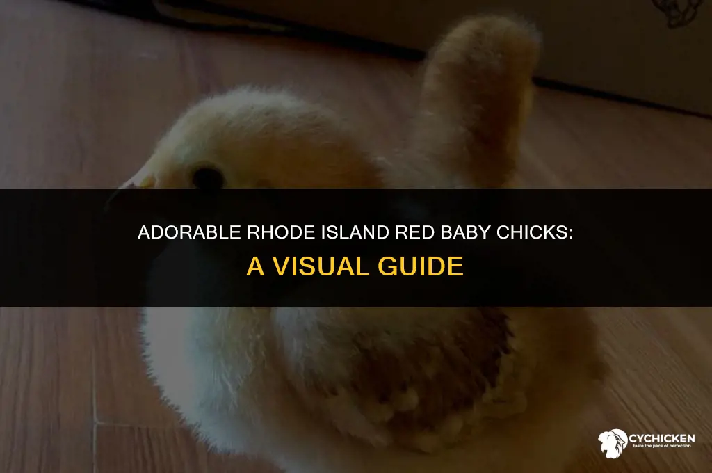 what do rhode island red baby chicks look like