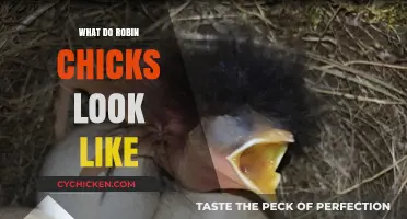 Exploring the Adorable Appearance of Robin Chicks: A Visual Guide